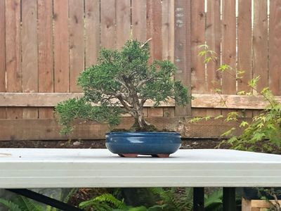 Juniper Kishu 3