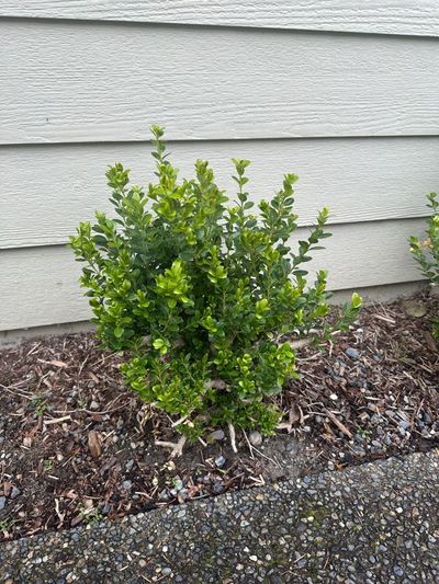 Boxwood 6