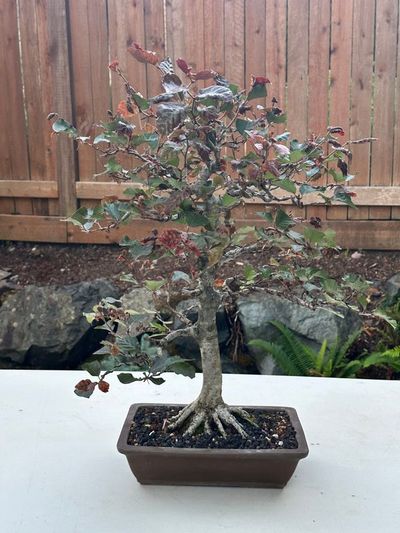 Copper Beech 1