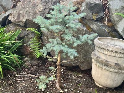 Colorado Blue Spruce 1