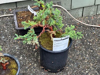 Procumbens Juniper Nana 1