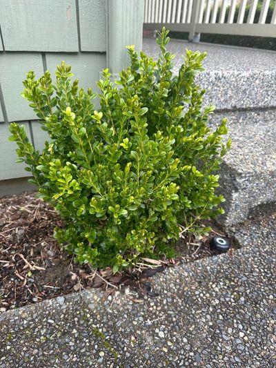 Boxwood 10