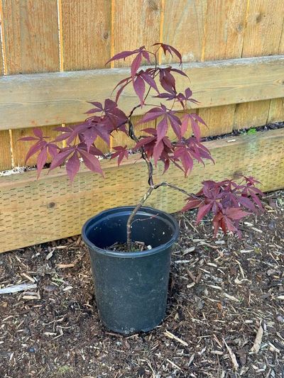 Japanese Maple 1