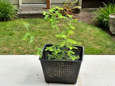 Dawn Redwood 3